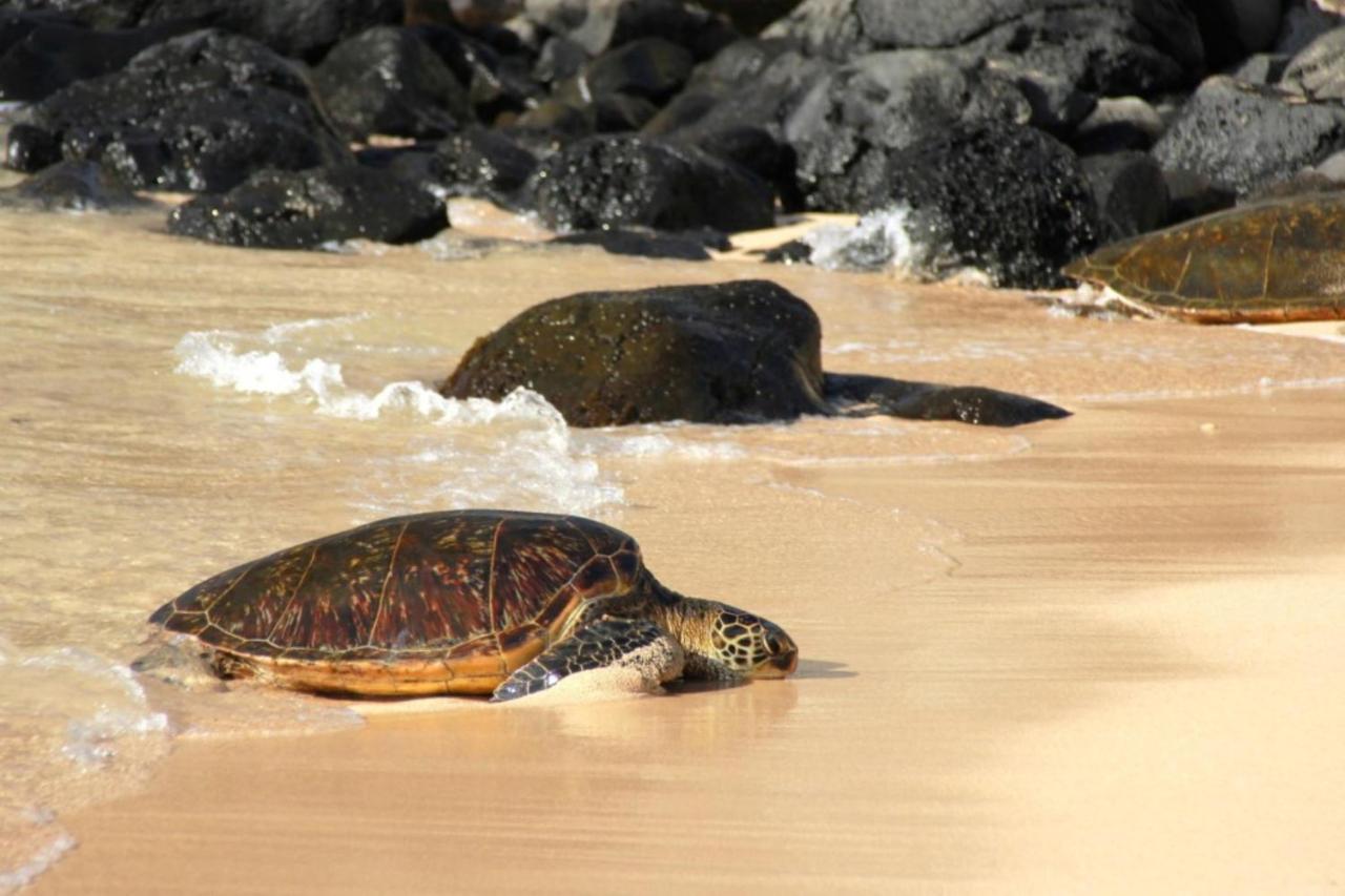 Kaleialoha 213 Villa Lahaina Dış mekan fotoğraf